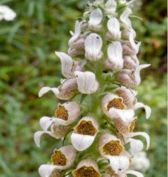 DIGITALIS LANATA