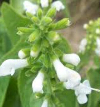 SALVIA MEXICANA ALBA