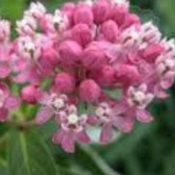 ASCLEPIAS INCARNATA