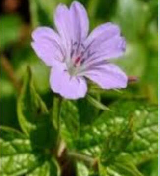 GERANIUM NODOSUM