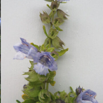 LEPECHINIA CHILENSIS
