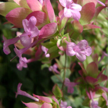 ORIGANUM BUCKLAND