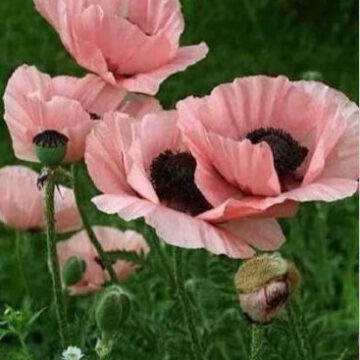 PAPAVER  PRINCESS VICTORIA LOUISE