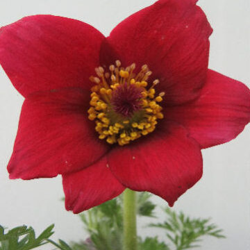 PULSATILLA ROTE GLOCKE