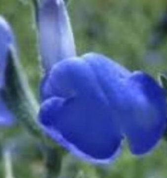 SALVIA CHAMAEDRYOIDES
