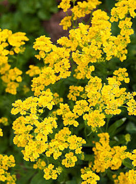 ALYSSUM SAXATILE