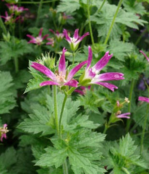 GERANIUM X OXONIANUM THURSTONIANUM