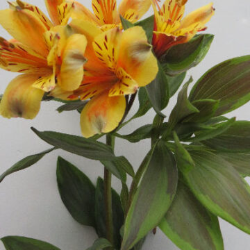 ALSTROEMERIA GOLD – BEAUTIFUL FOLIAGE