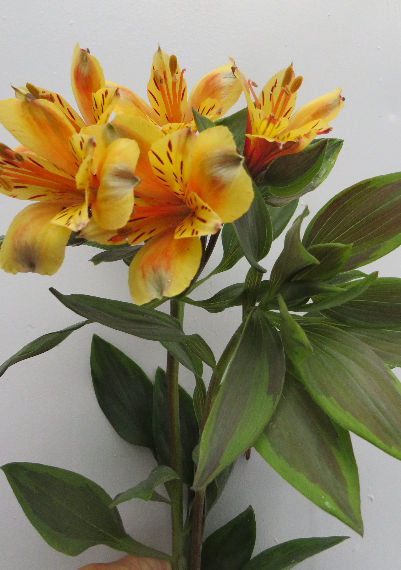 ALSTROEMERIA GOLD - BEAUTIFUL FOLIAGE