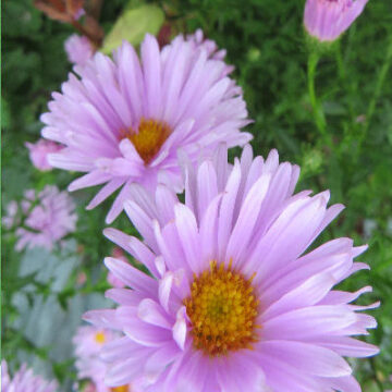 ASTER FELLOWSHIP
