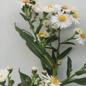 ASTER SPECIES WHITE