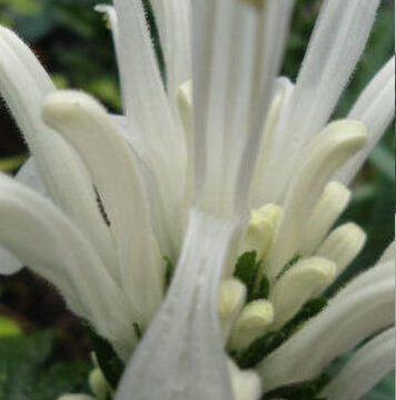 JUSTICIA CARNEA ALBA