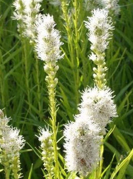 LIATRIS SPICATA ALBA