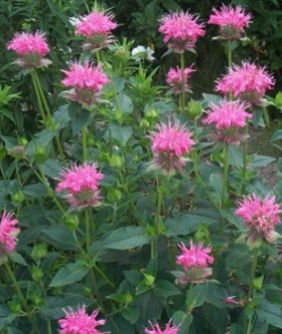MONARDA MARSHALLS DELIGHT