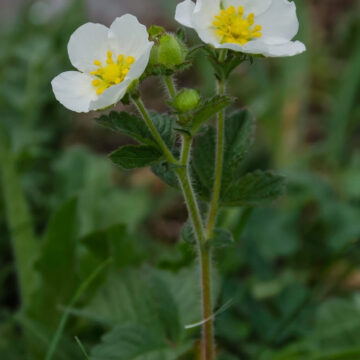 POTENTILLA RUPESTRIS