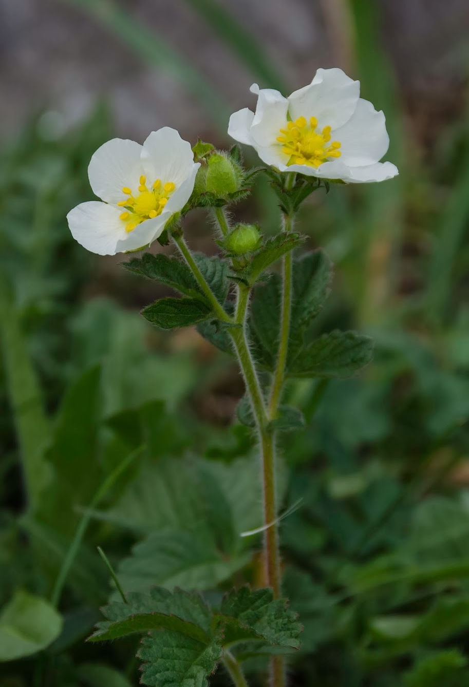 POTENTILLA RUPESTRIS