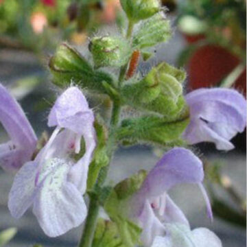 SALVIA CHAMELAEGNEA