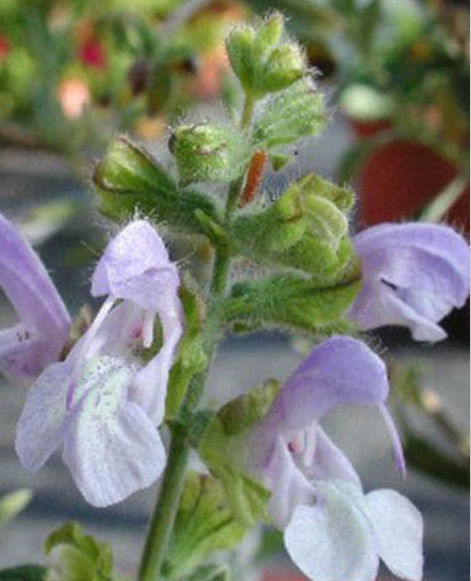 SALVIA CHAMELAEGNEA