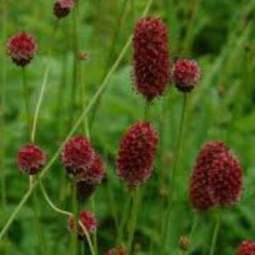 SANGUISORBA OFFICINALIS