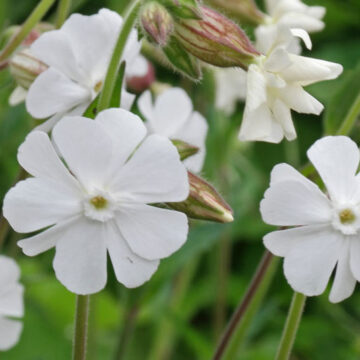 SILENE LATIFOLIA