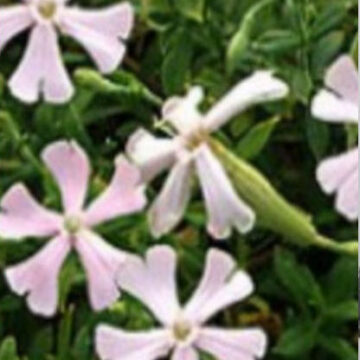 SILENE SCHAFTA SHELL PINK