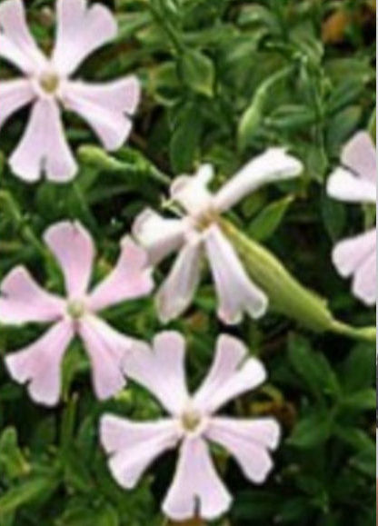 SILENE SCHAFTA SHELL PINK