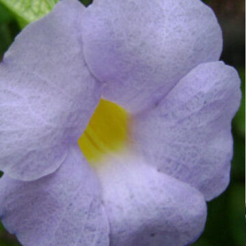 THUNBERGIA NATALENSIS