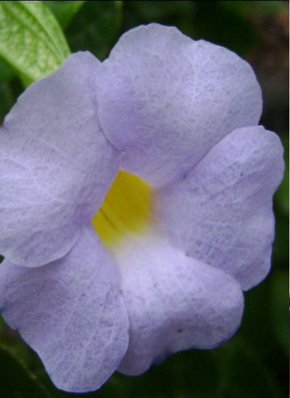 THUNBERGIA NATALENSIS