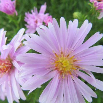 ASTER SPECIES DWARF PINK
