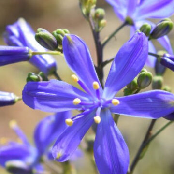 PASITHEA CAERULEA
