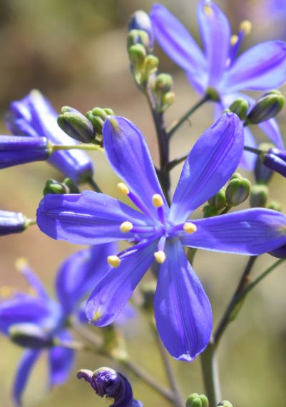 PASITHEA CAERULEA