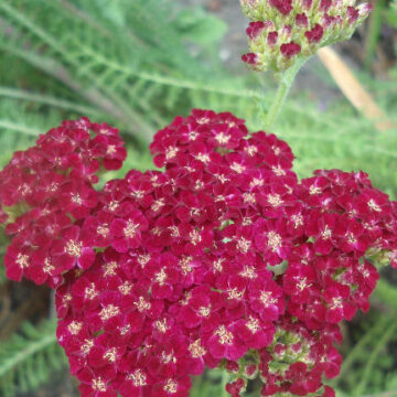 ACHILLEA INDIAN SUMMER