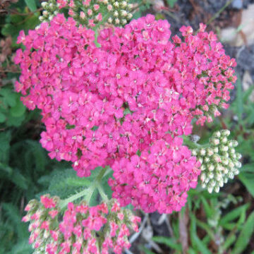 ACHILLEA WESERSANDSTEIN