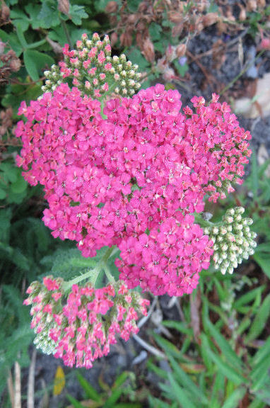ACHILLEA WESERSANDSTEIN