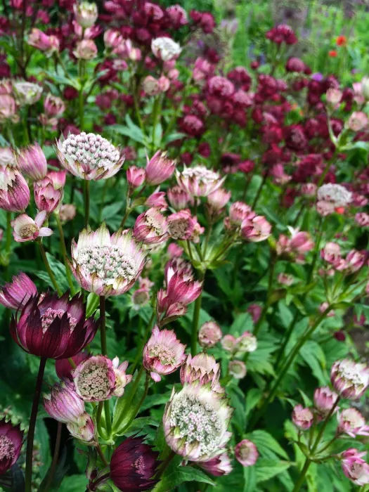 ASTRANTIA MAJOR MIXED