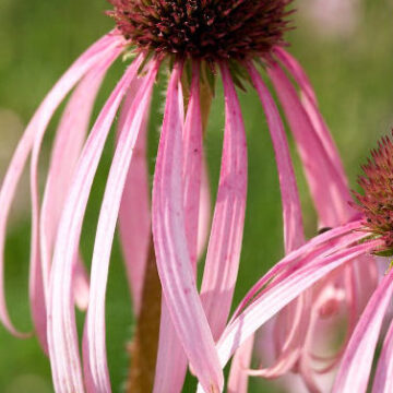 ECHINACEA PALLIDA