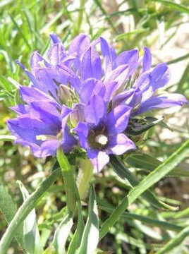 EDRAIANTHUS DALMATICUS