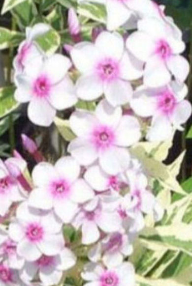PHLOX PANICULATA NORA LEIGH