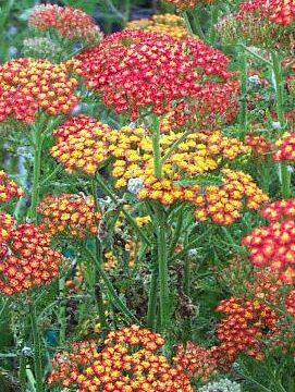ACHILLEA FEUERLAND