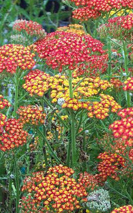 ACHILLEA FEUERLAND