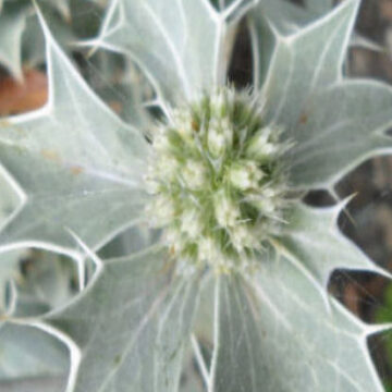 ERYNGIUM MARITIMUM
