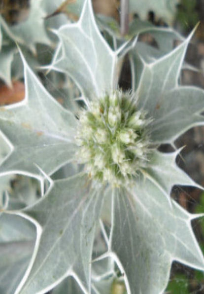 ERYNGIUM MARITIMUM