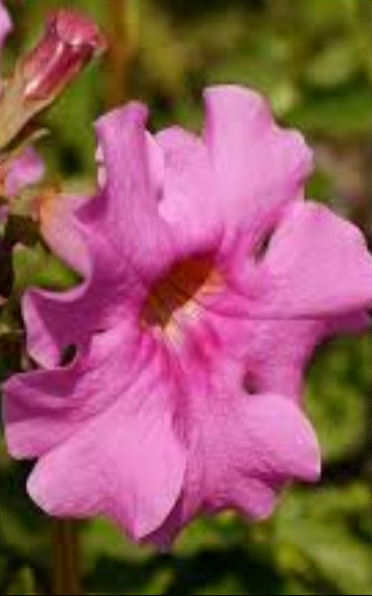 INCARVILLEA MAIREI