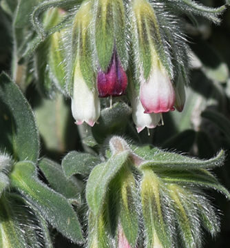 ONOSMA ALBO ROSEA