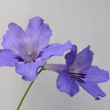 STREPTOCARPUS BLUE