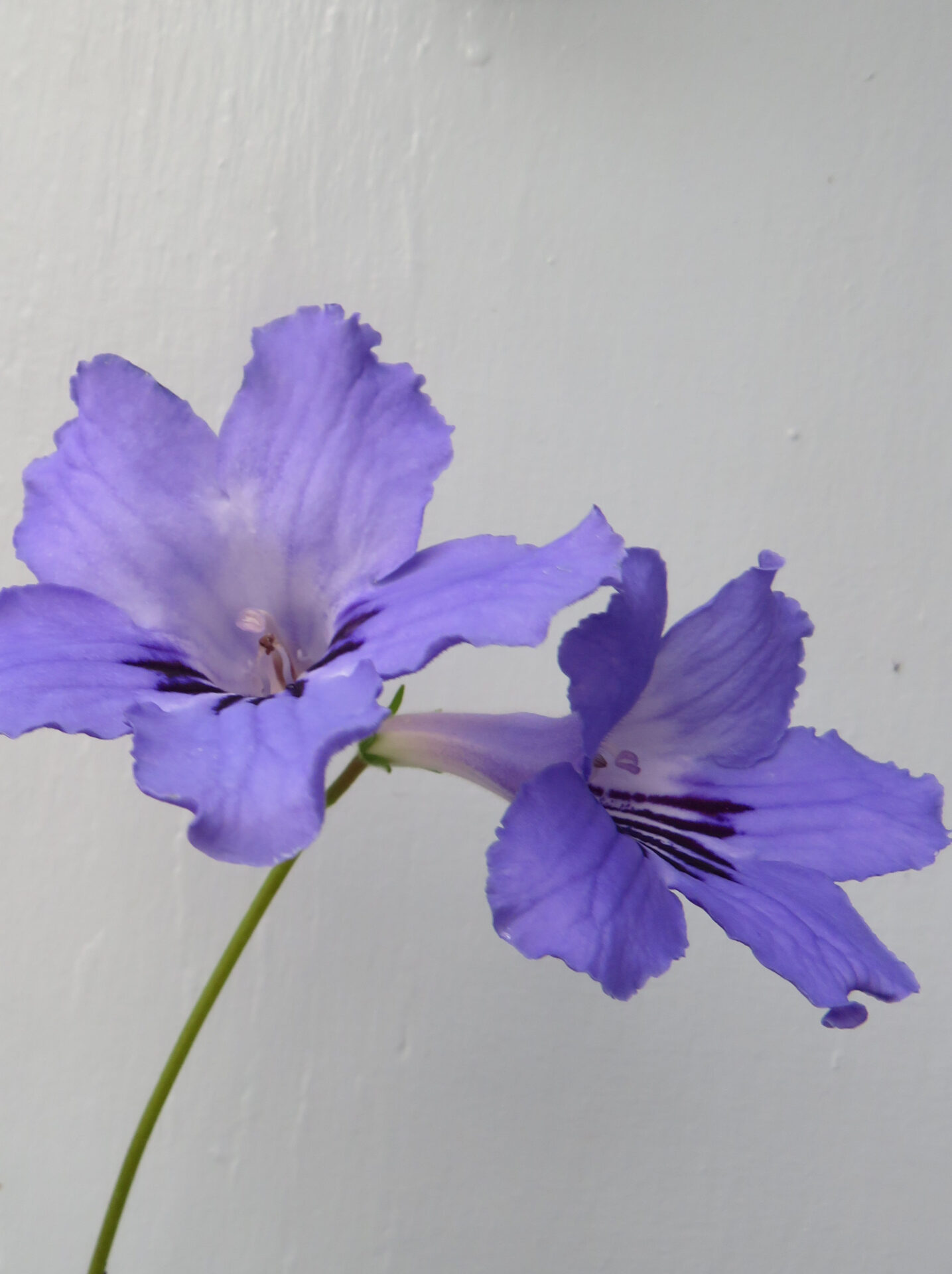 STREPTOCARPUS BLUE