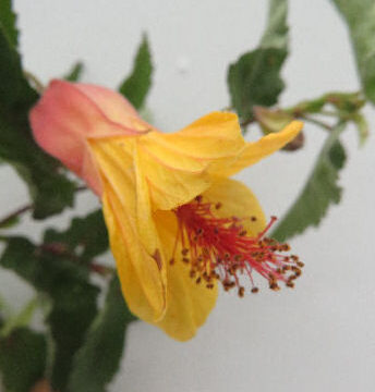 ABUTILON VICTORY