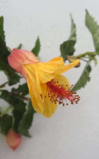 ABUTILON VICTORY