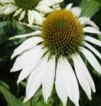 ECHINACEA PURPUREA ALBA
