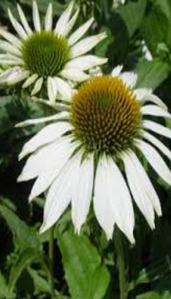 ECHINACEA PURPUREA ALBA